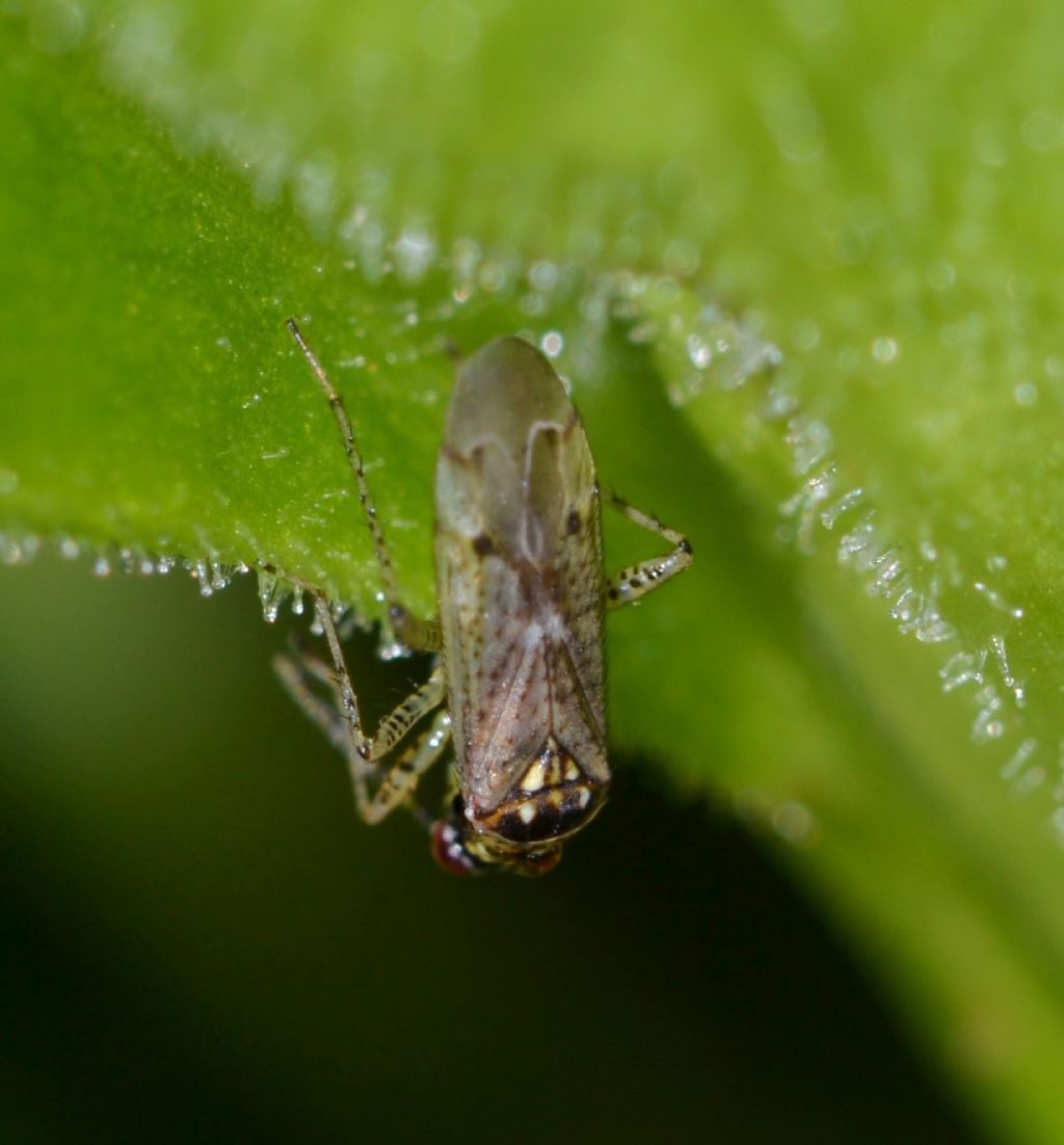 Miridae: Dicyphus (Brachyceroea) albonasutus di Toscana (GR)